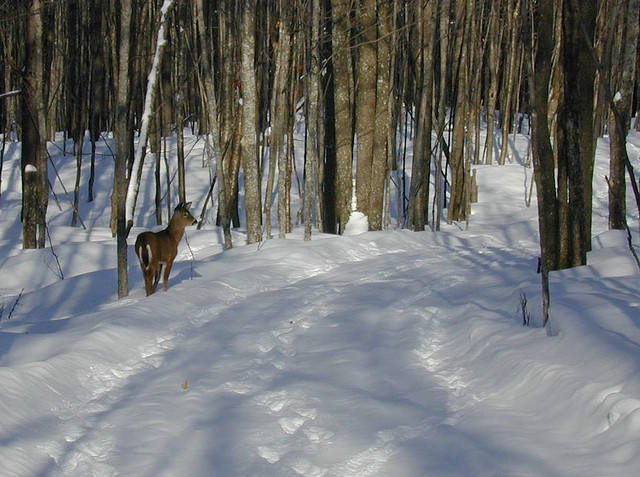 Porcupine Mountains Guided Snowshoe Hikes